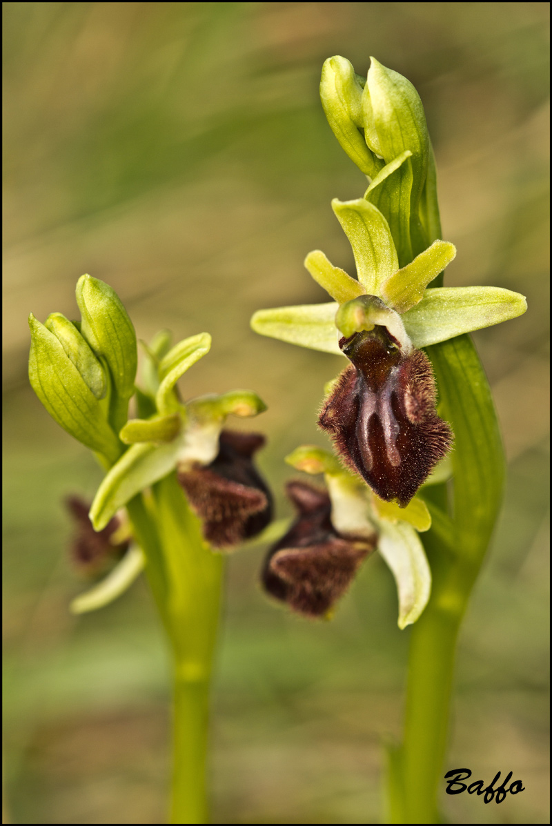 Ophrys sphegodes subsp. sphegodes Mill